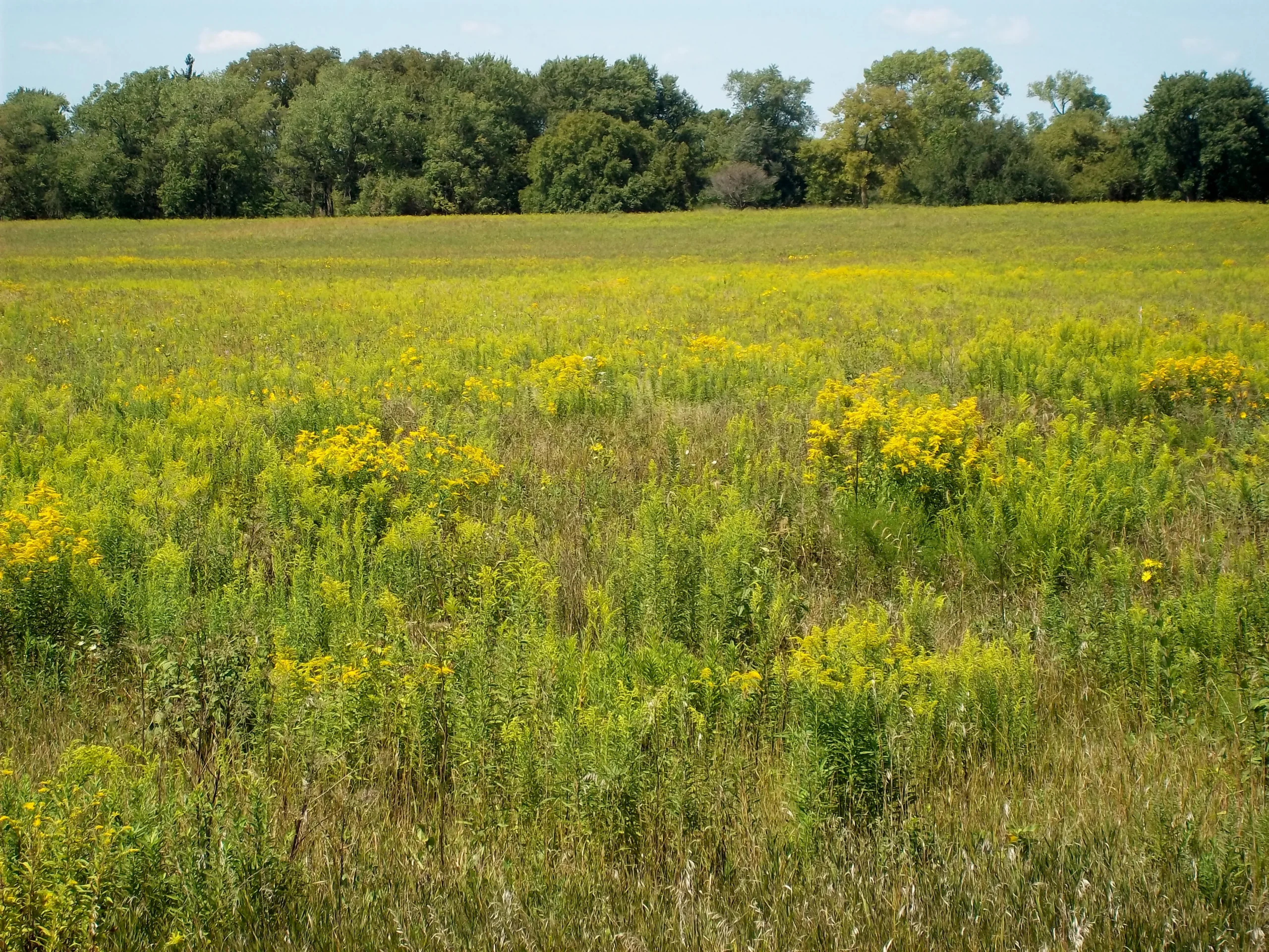 Midewin National Tallgrass Prairie in Will County, IL
